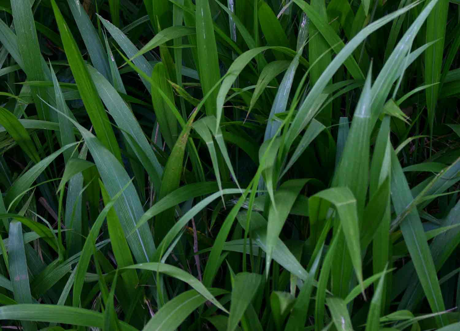 Setaria megaphylla