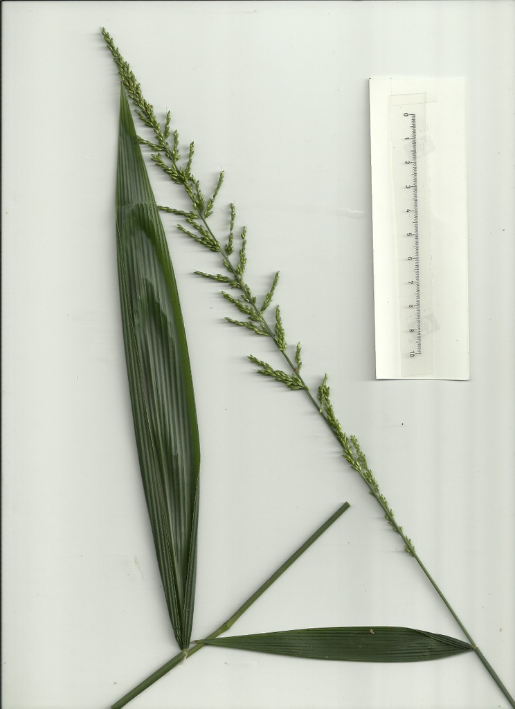 Setaria megaphylla Setaria megaphylla