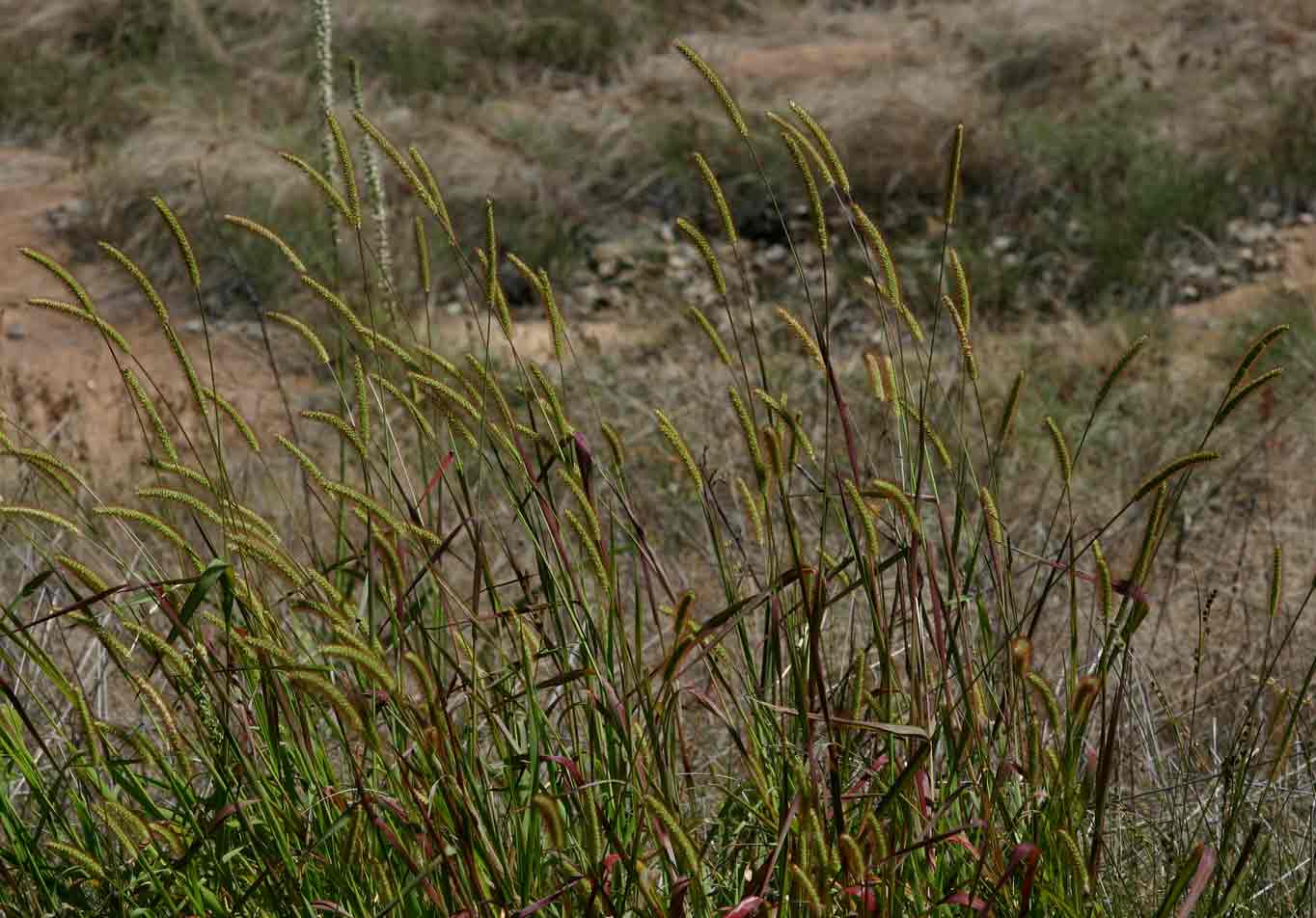 Setaria pumila Setaria pumila