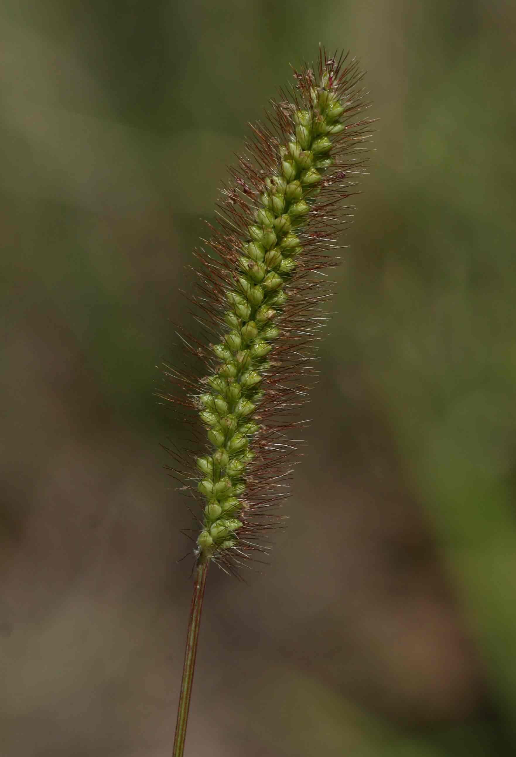 Setaria pumila