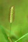 Setaria pumila