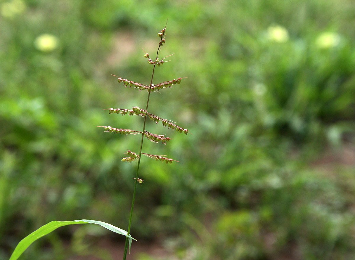 Setaria sagittifolia