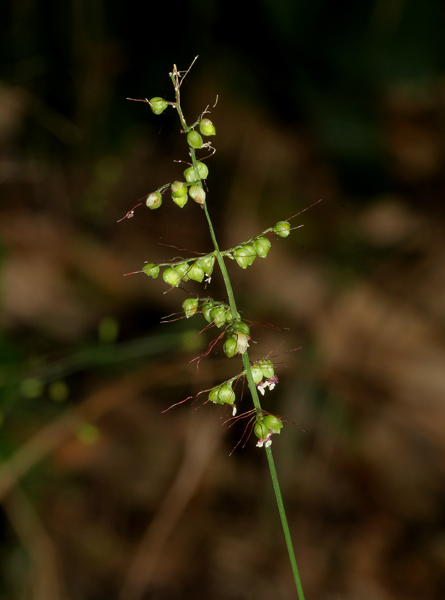Setaria sagittifolia