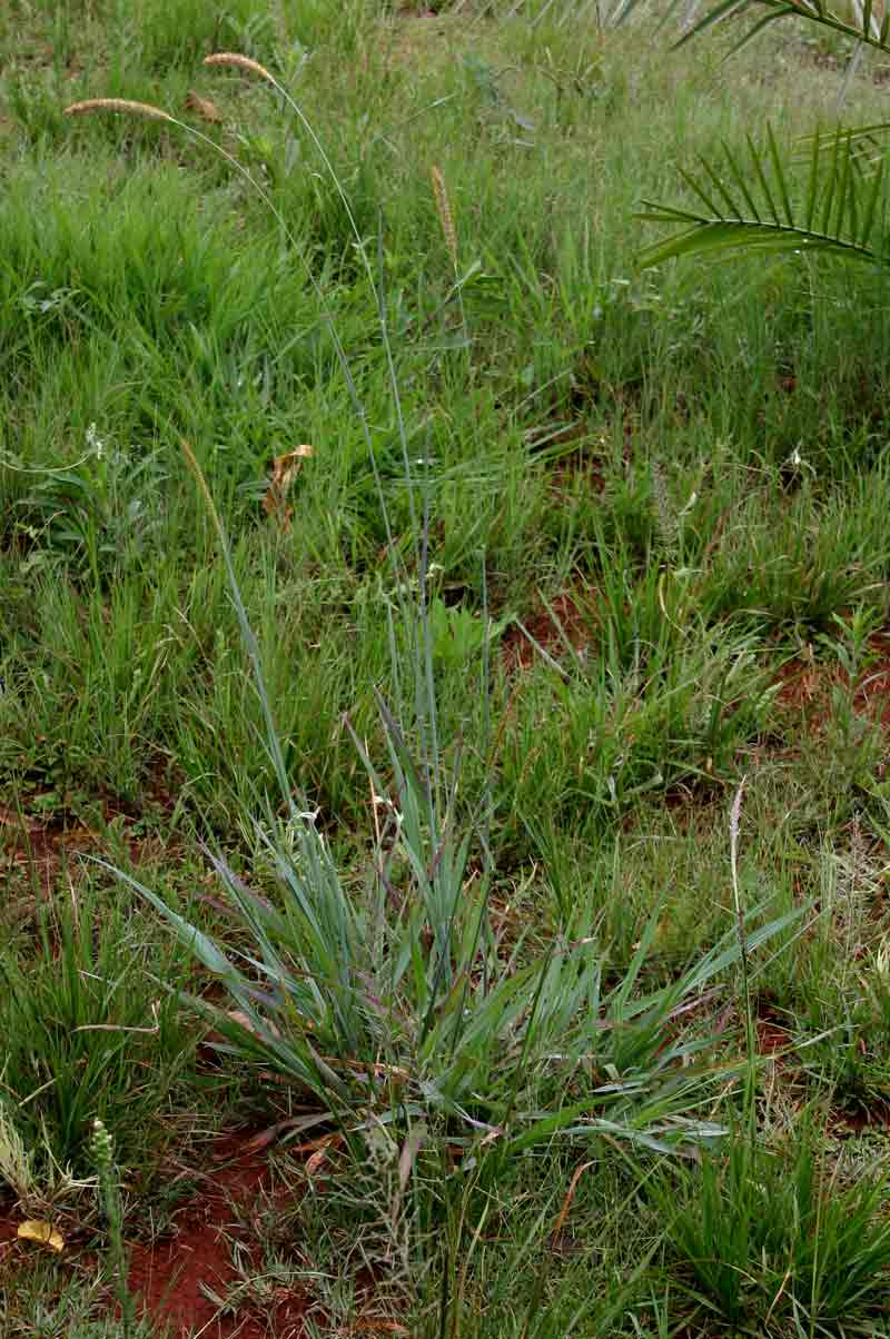 Setaria sphacelata
