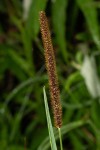 Setaria sphacelata
