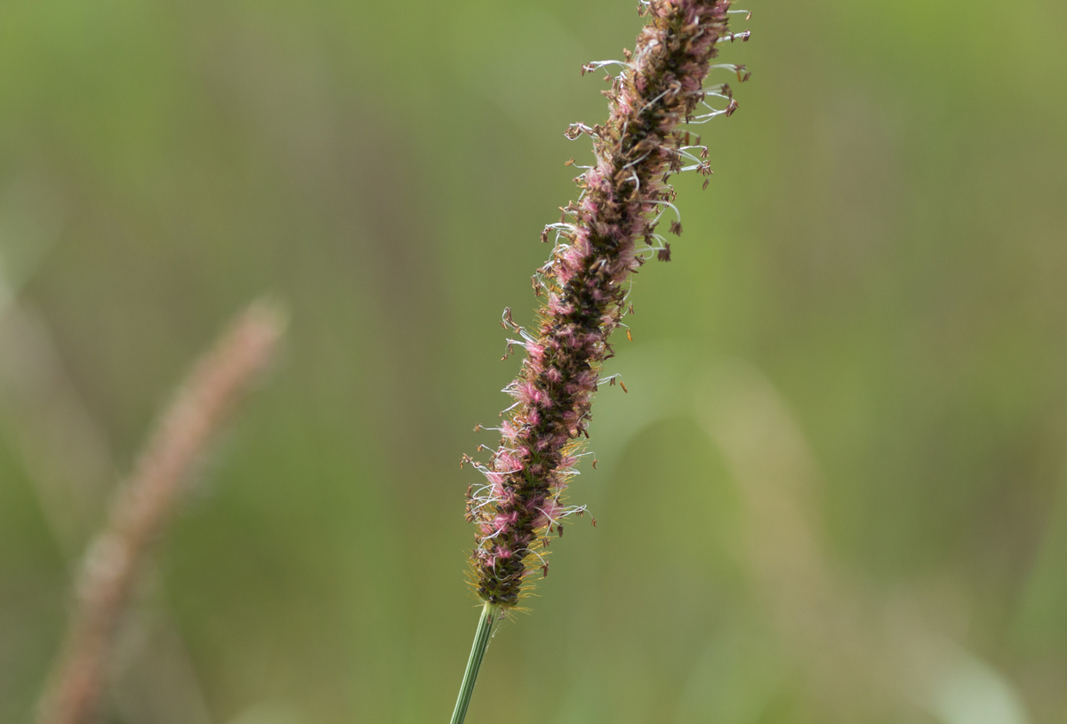 Setaria sphacelata