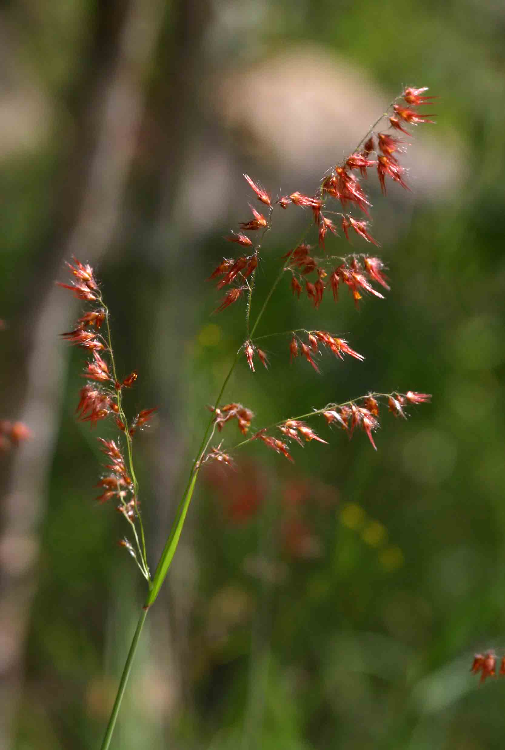 Melinis repens subsp. repens Melinis repens subsp. repens