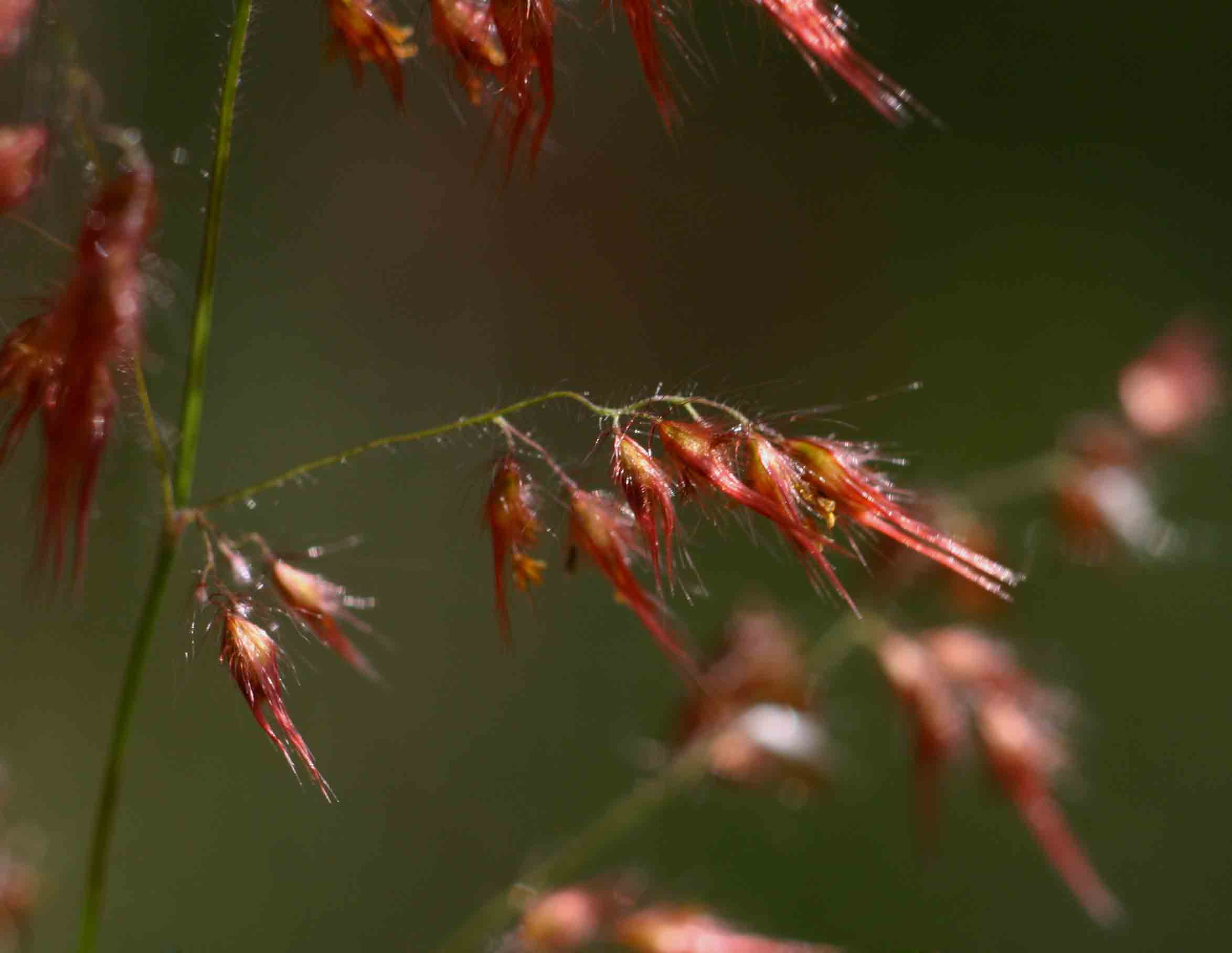 Melinis repens subsp. repens