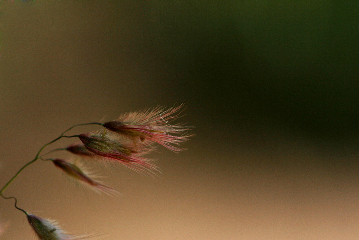 Melinis repens subsp. repens Melinis repens subsp. repens