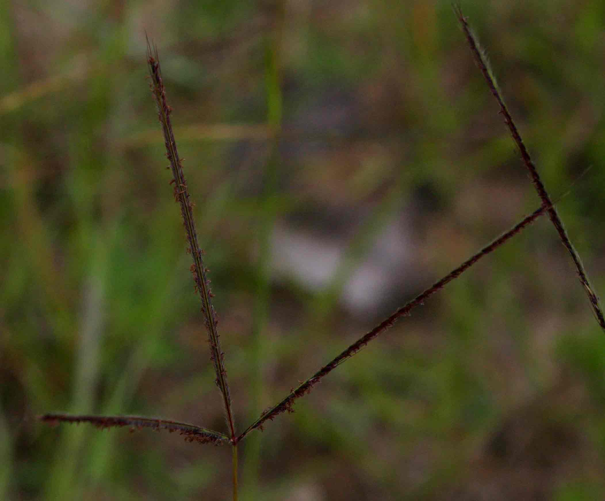 Stereochlaena cameronii