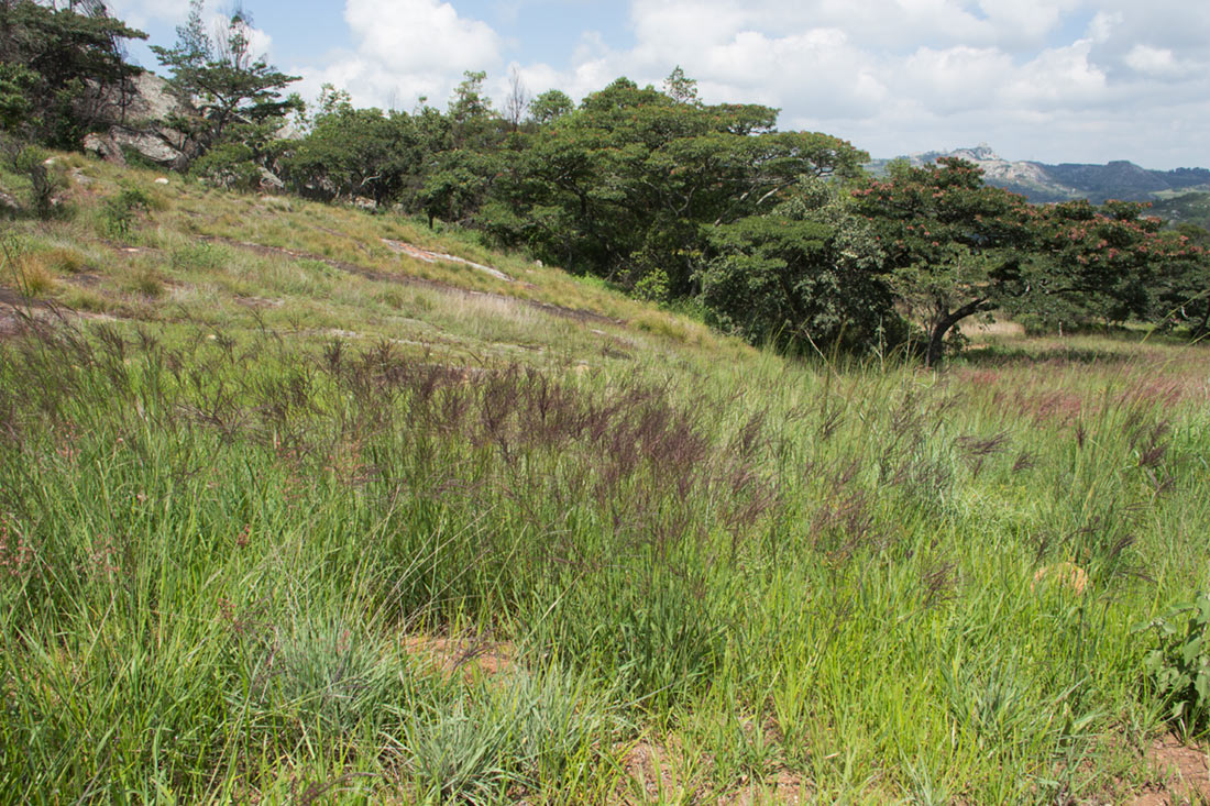 Digitaria gazensis Digitaria gazensis