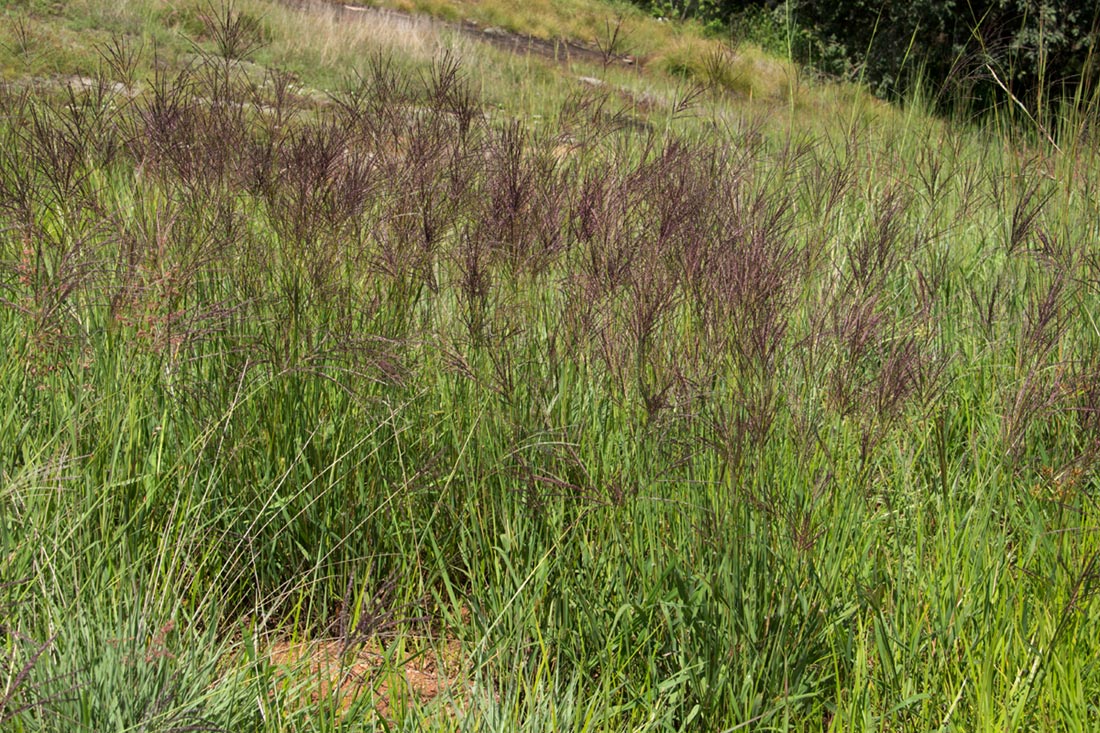 Digitaria gazensis Digitaria gazensis