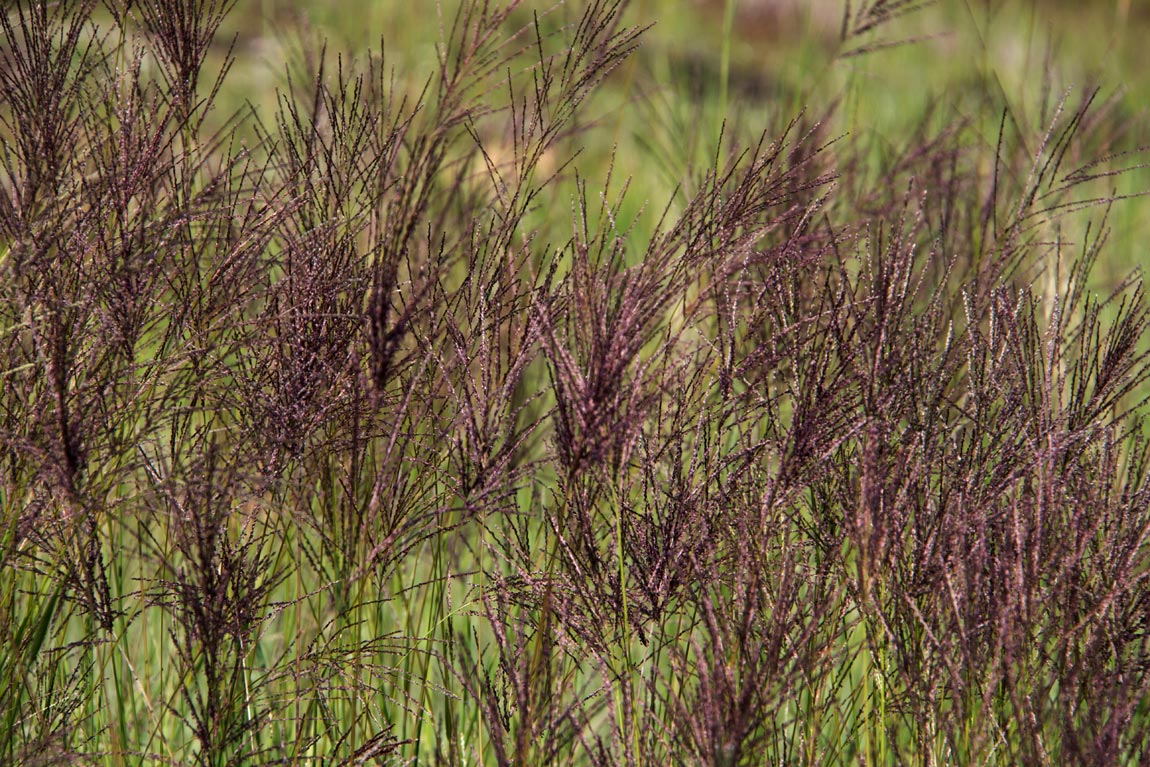 Digitaria gazensis Digitaria gazensis