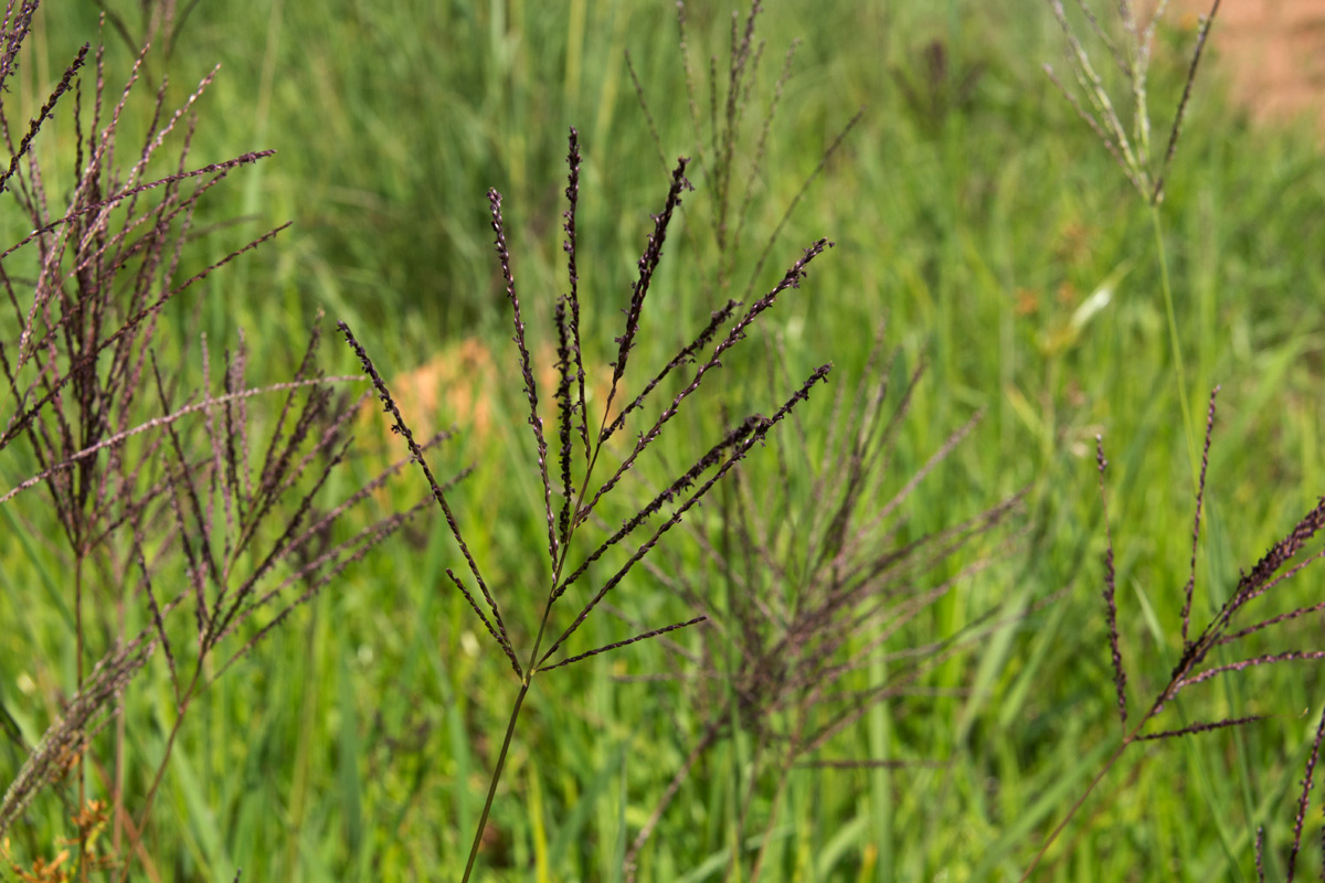 Digitaria gazensis