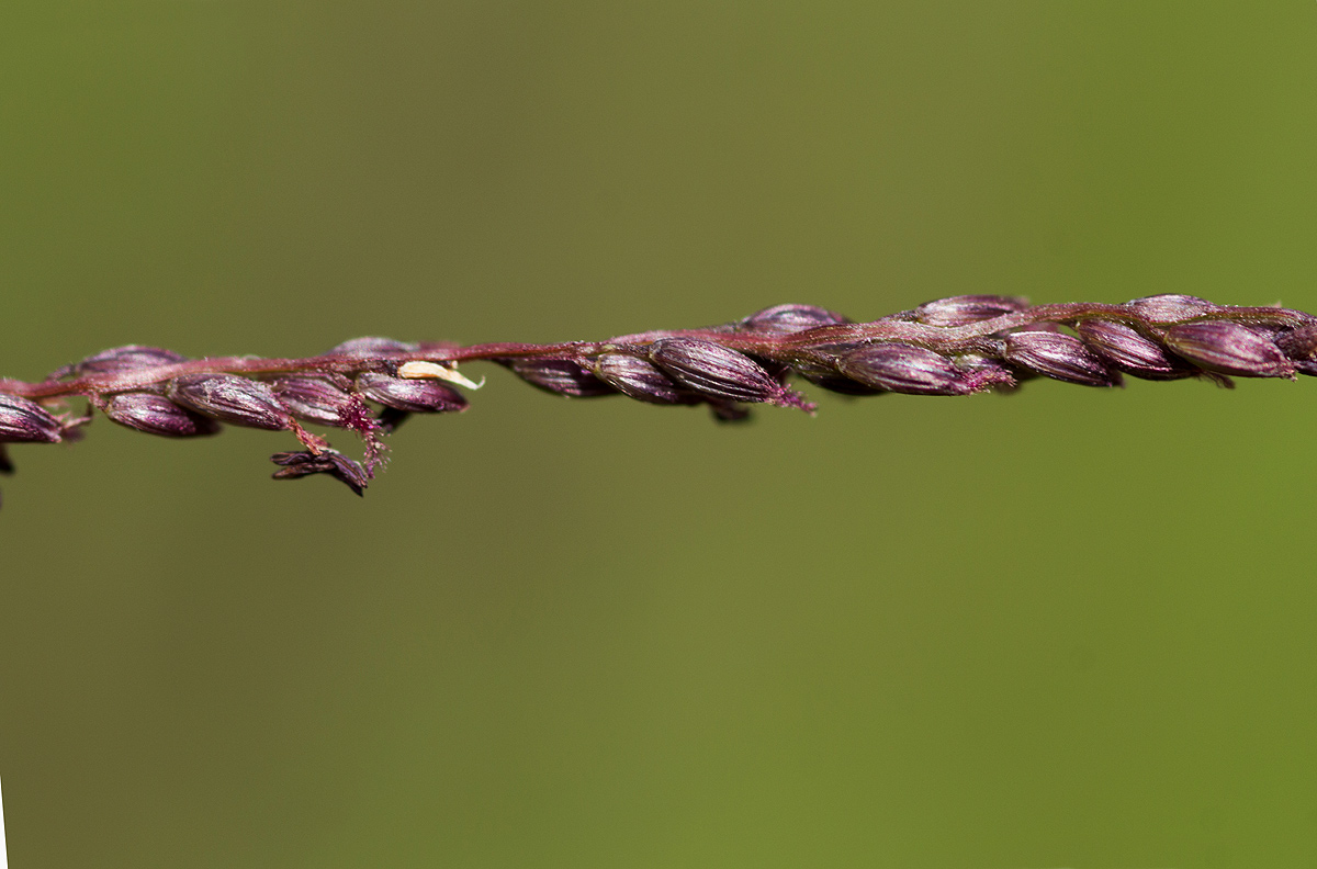 Digitaria gazensis Digitaria gazensis