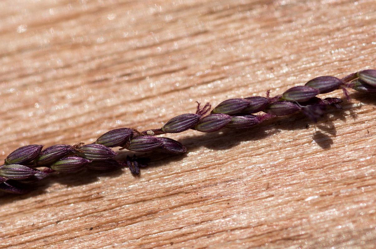 Digitaria gazensis Digitaria gazensis