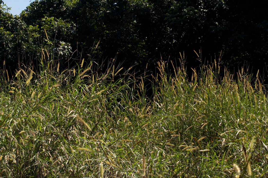 Cenchrus purpureus Cenchrus purpureus