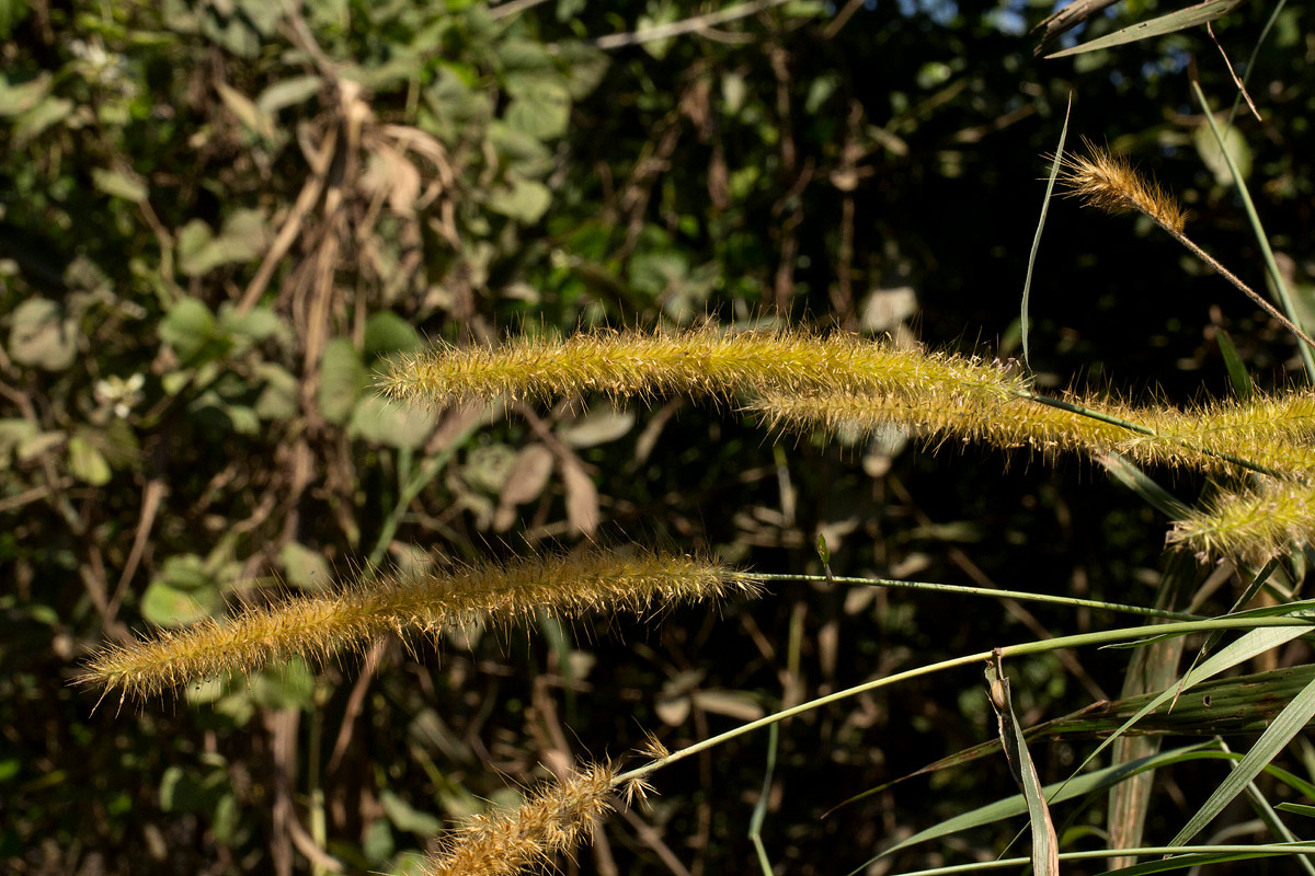 Cenchrus purpureus Cenchrus purpureus