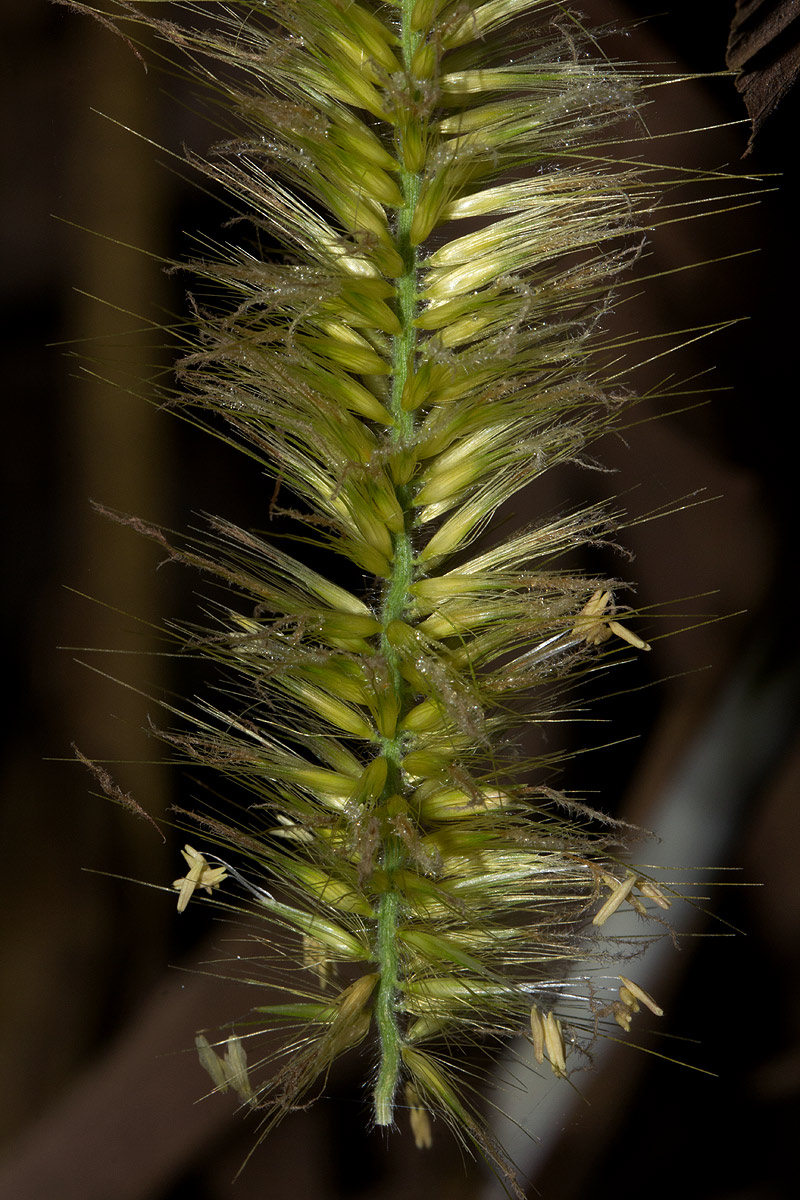 Cenchrus purpureus Cenchrus purpureus