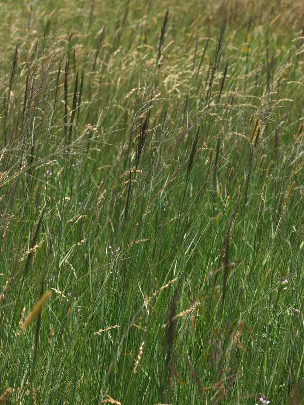 Arundinella nepalensis