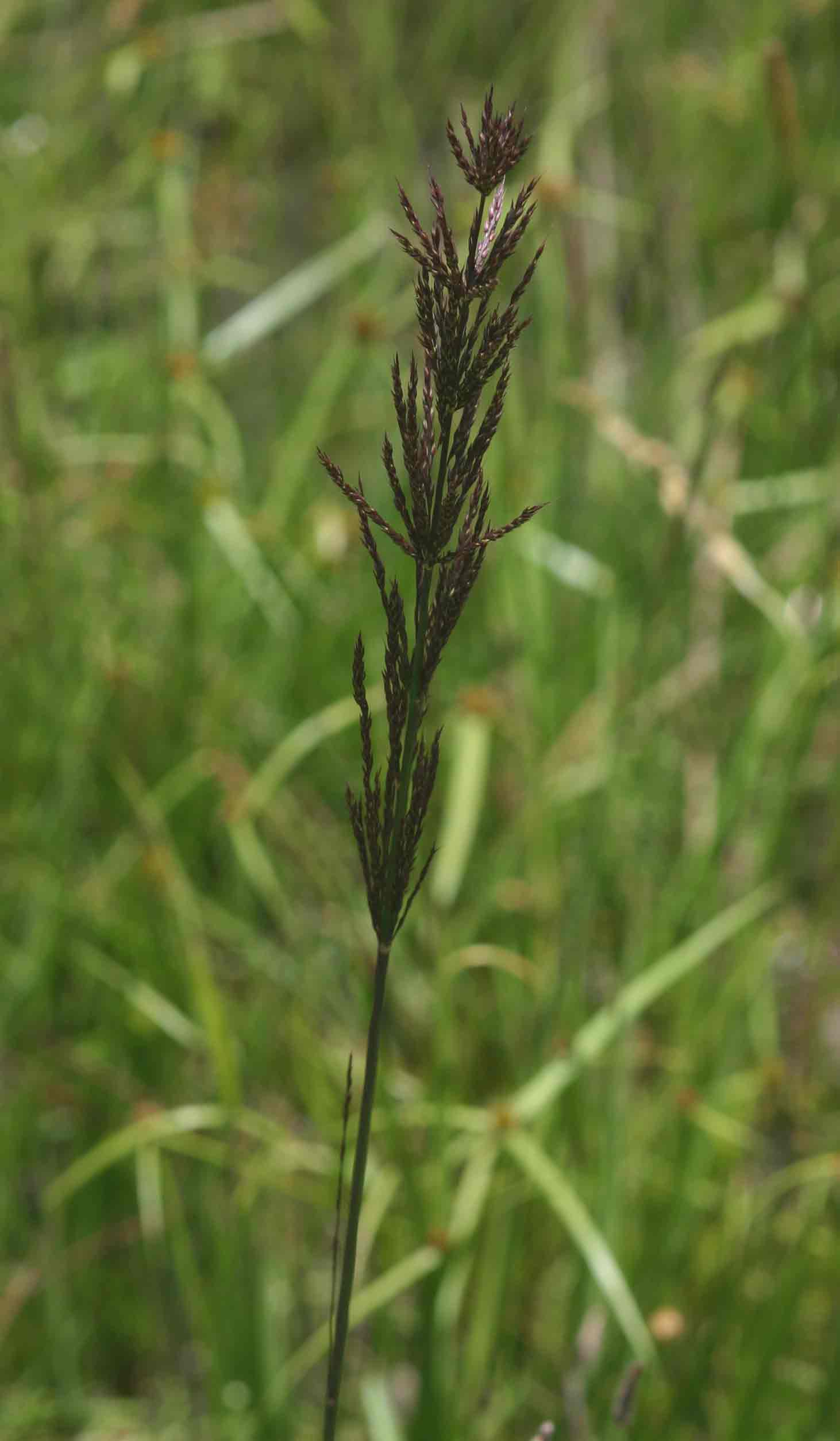 Arundinella nepalensis