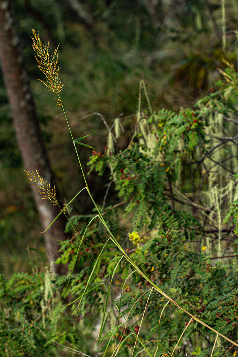 Danthoniopsis pruinosa