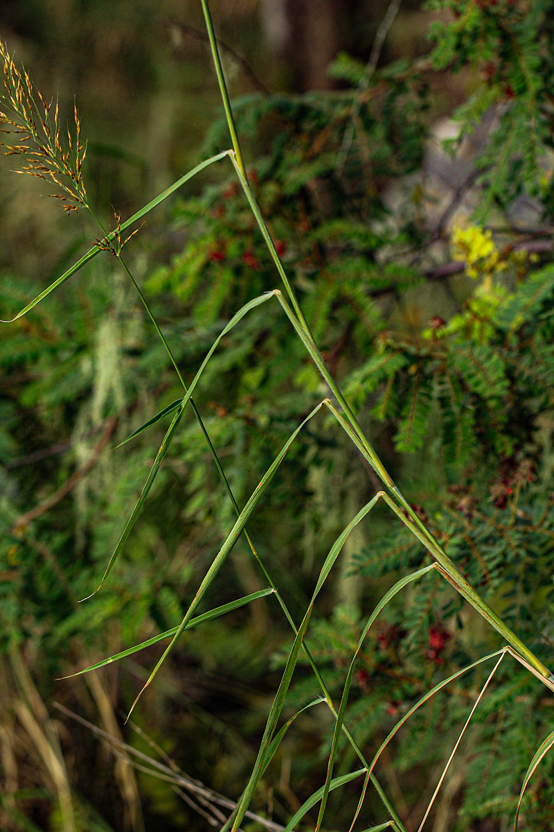 Danthoniopsis pruinosa