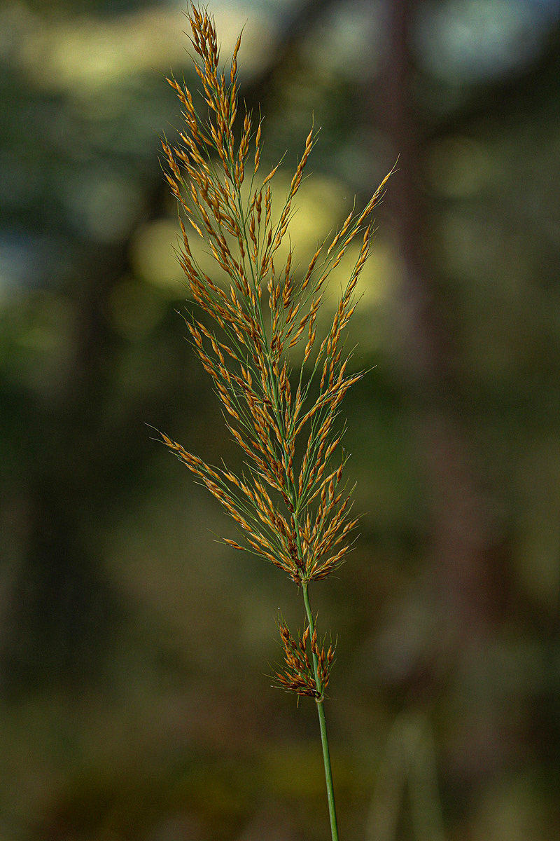 Danthoniopsis pruinosa