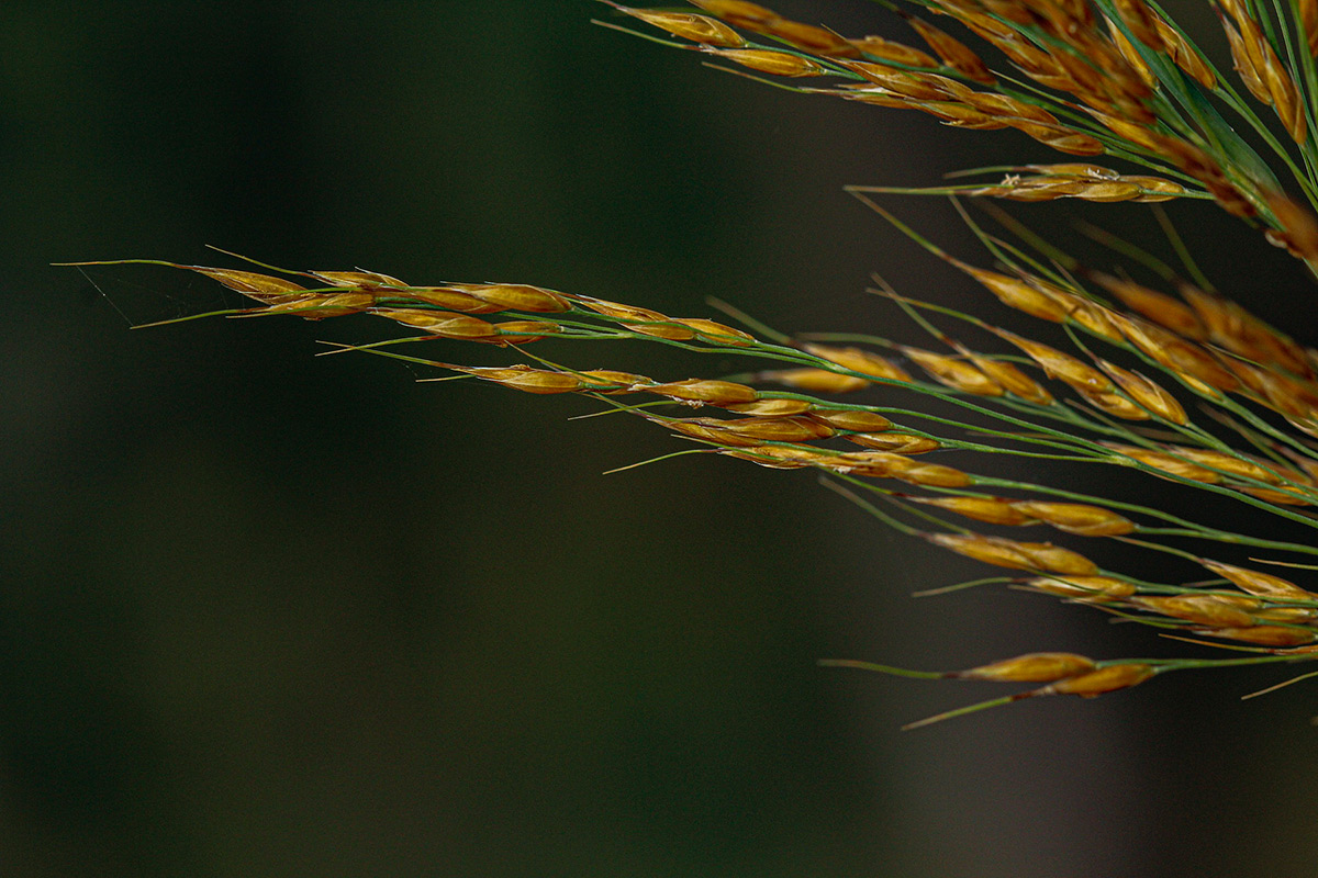 Danthoniopsis pruinosa