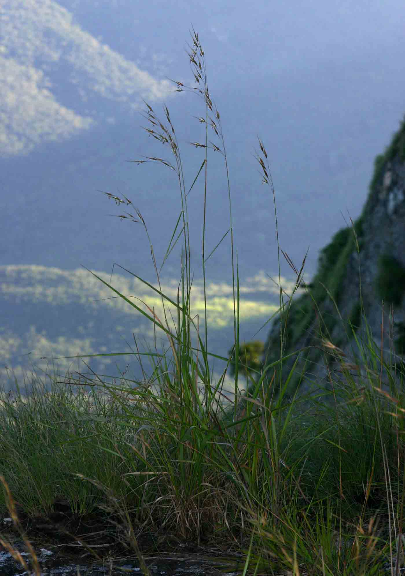 Tristachya nodiglumis