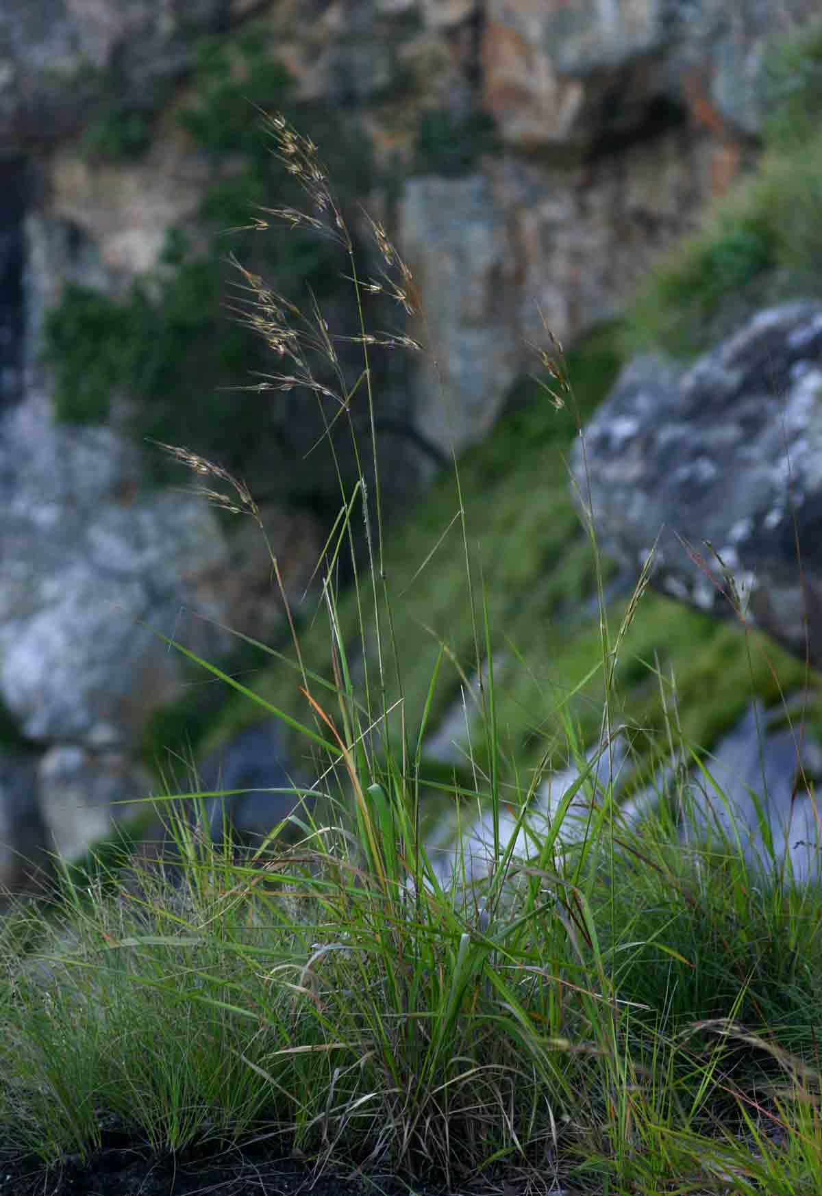 Tristachya nodiglumis Tristachya nodiglumis