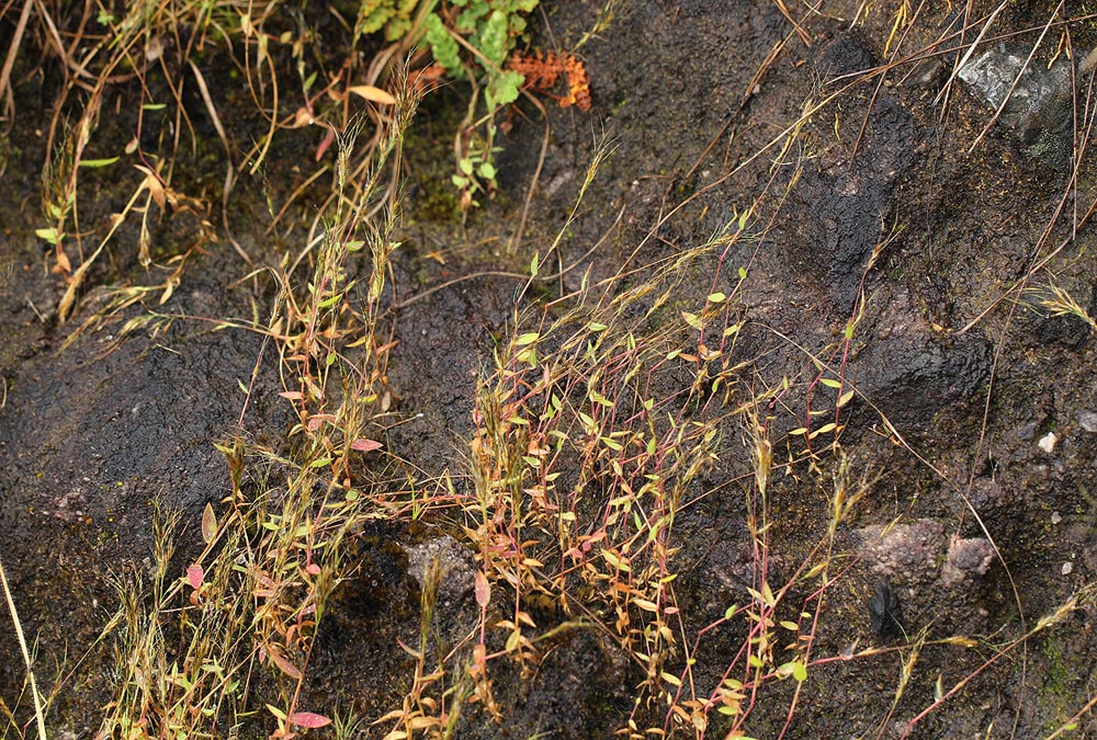 Trichopteryx stolziana