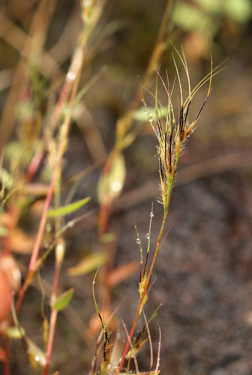 Trichopteryx stolziana