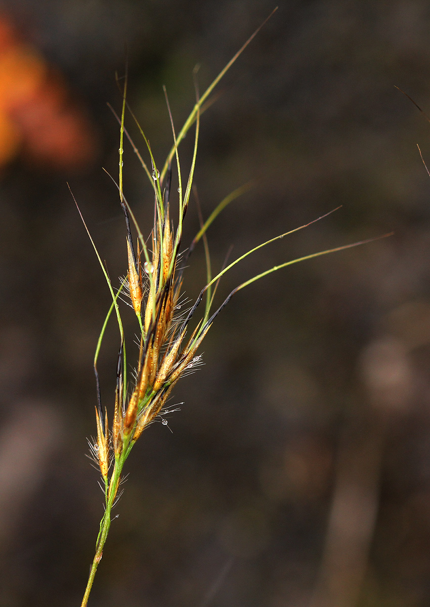 Trichopteryx stolziana
