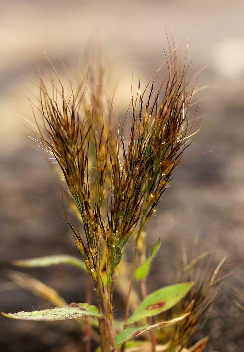 Trichopteryx stolziana
