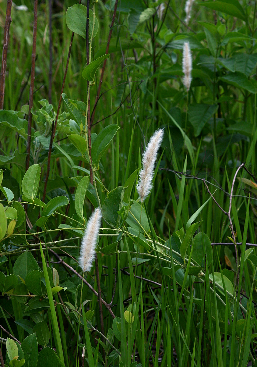 Imperata cylindrica Imperata cylindrica