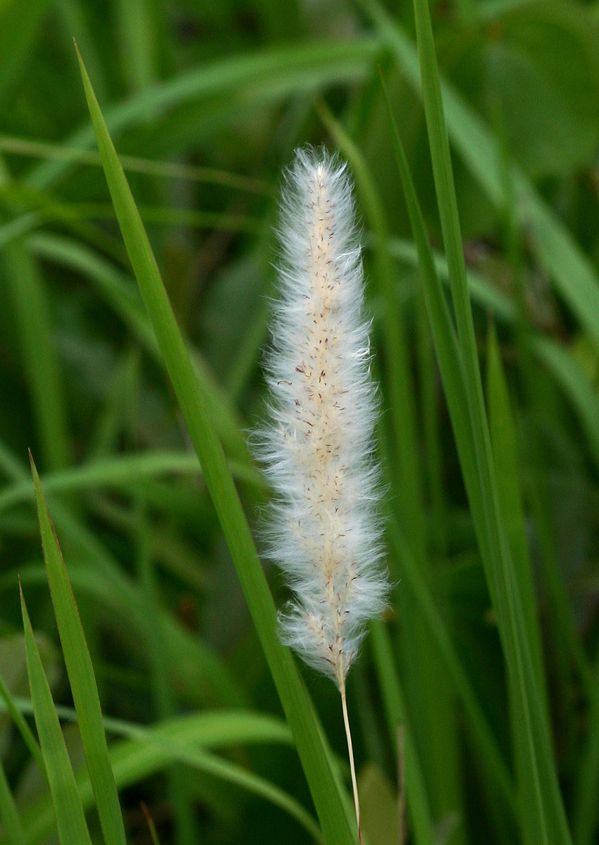 Imperata cylindrica Imperata cylindrica