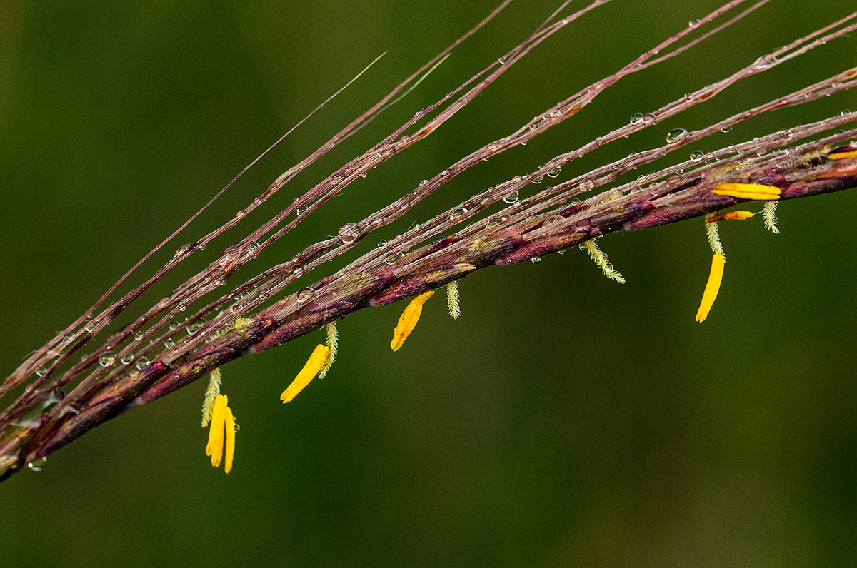 Trachypogon spicatus