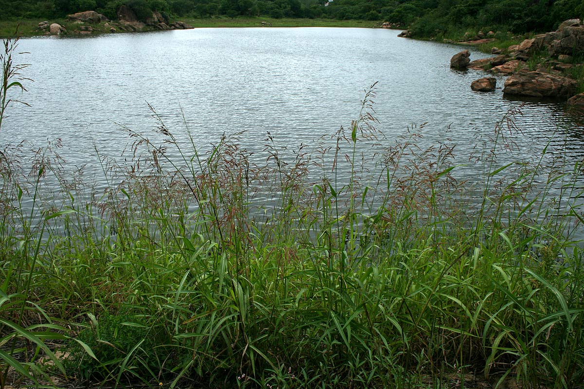 Sorghum arundinaceum Sorghum arundinaceum