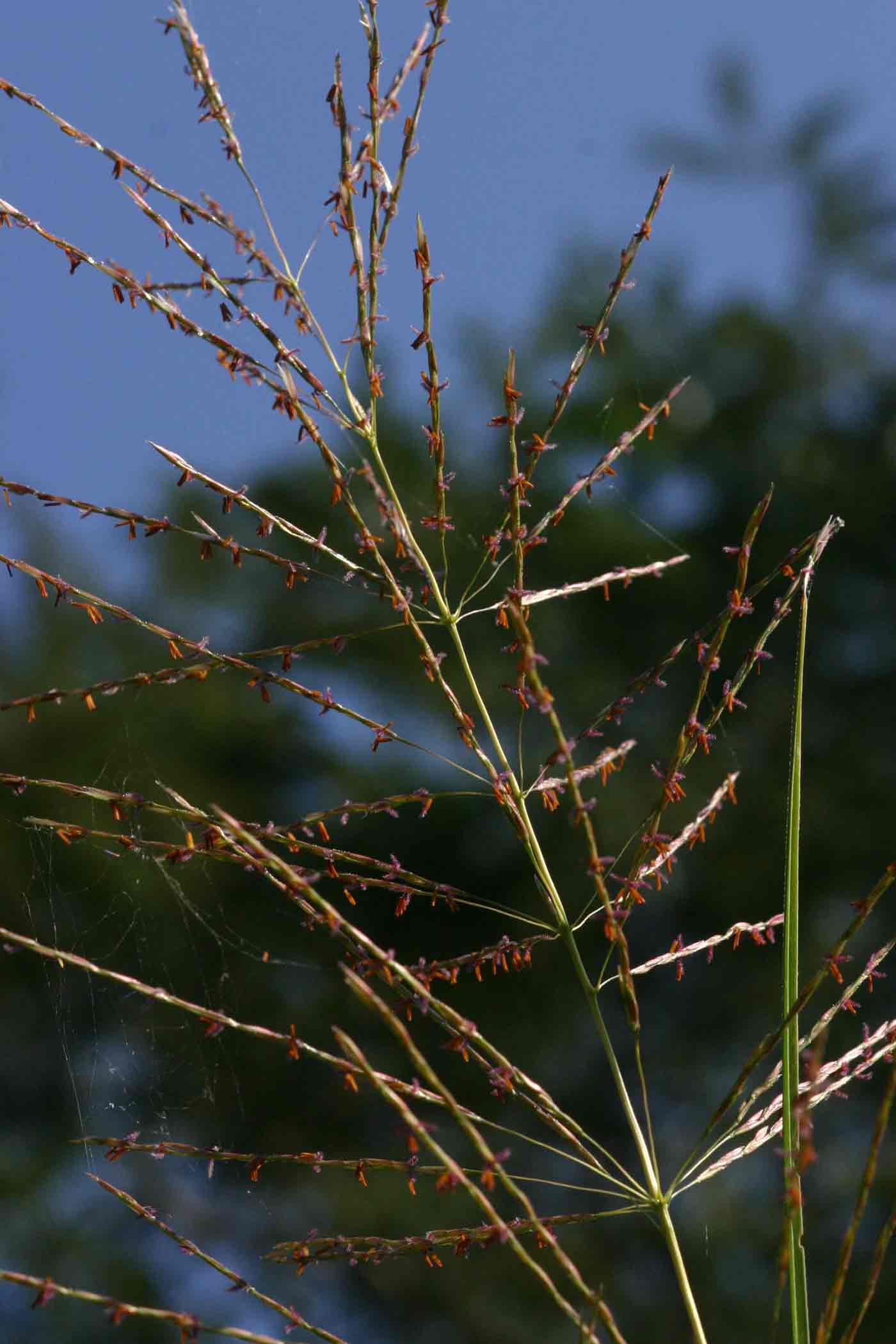 Chrysopogon nigritanus