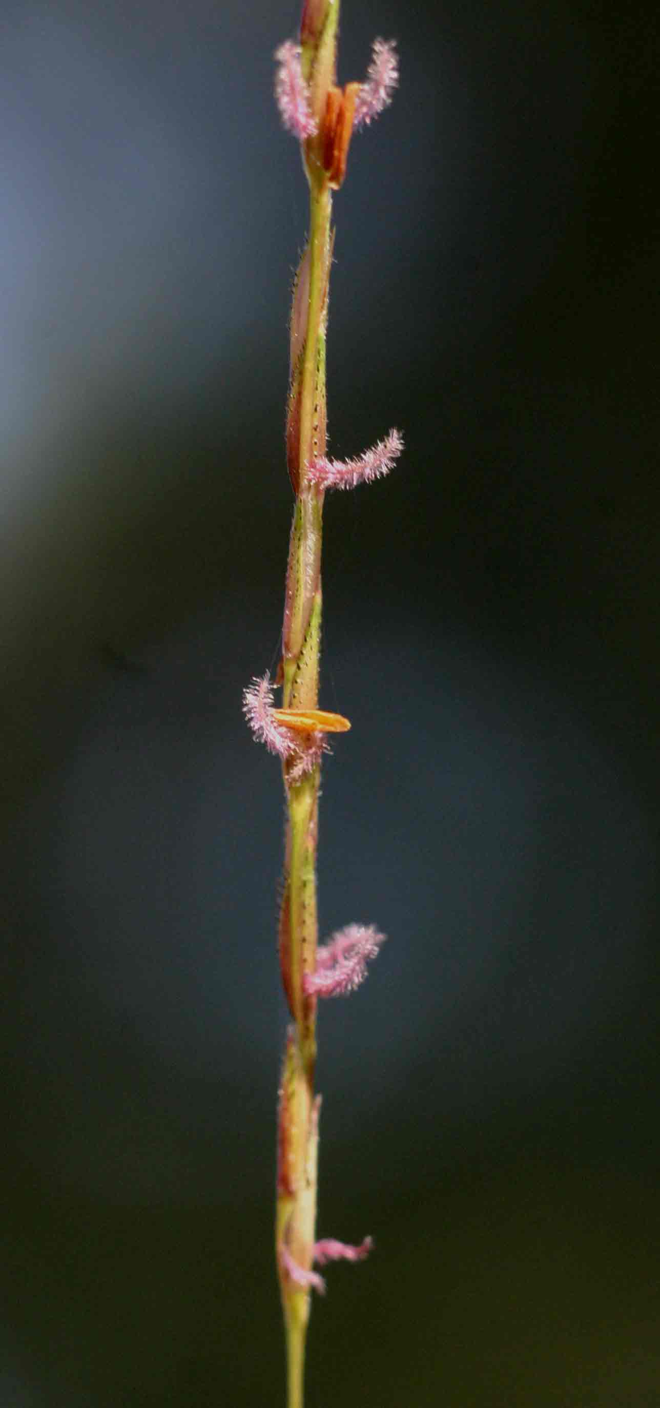 Chrysopogon nigritanus