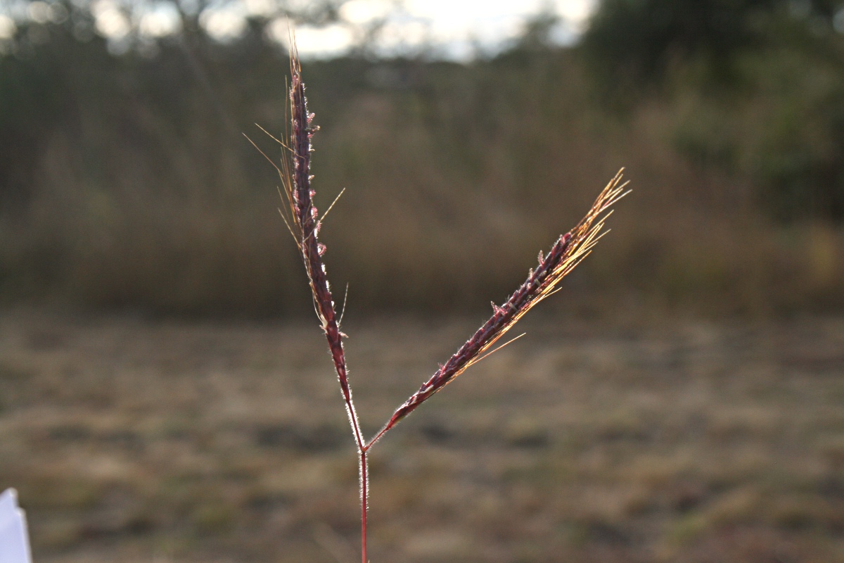 Dichanthium aristatum