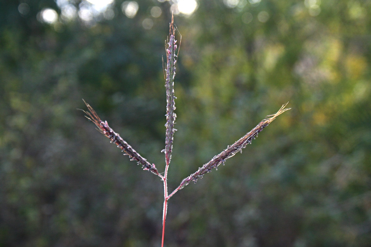 Dichanthium aristatum
