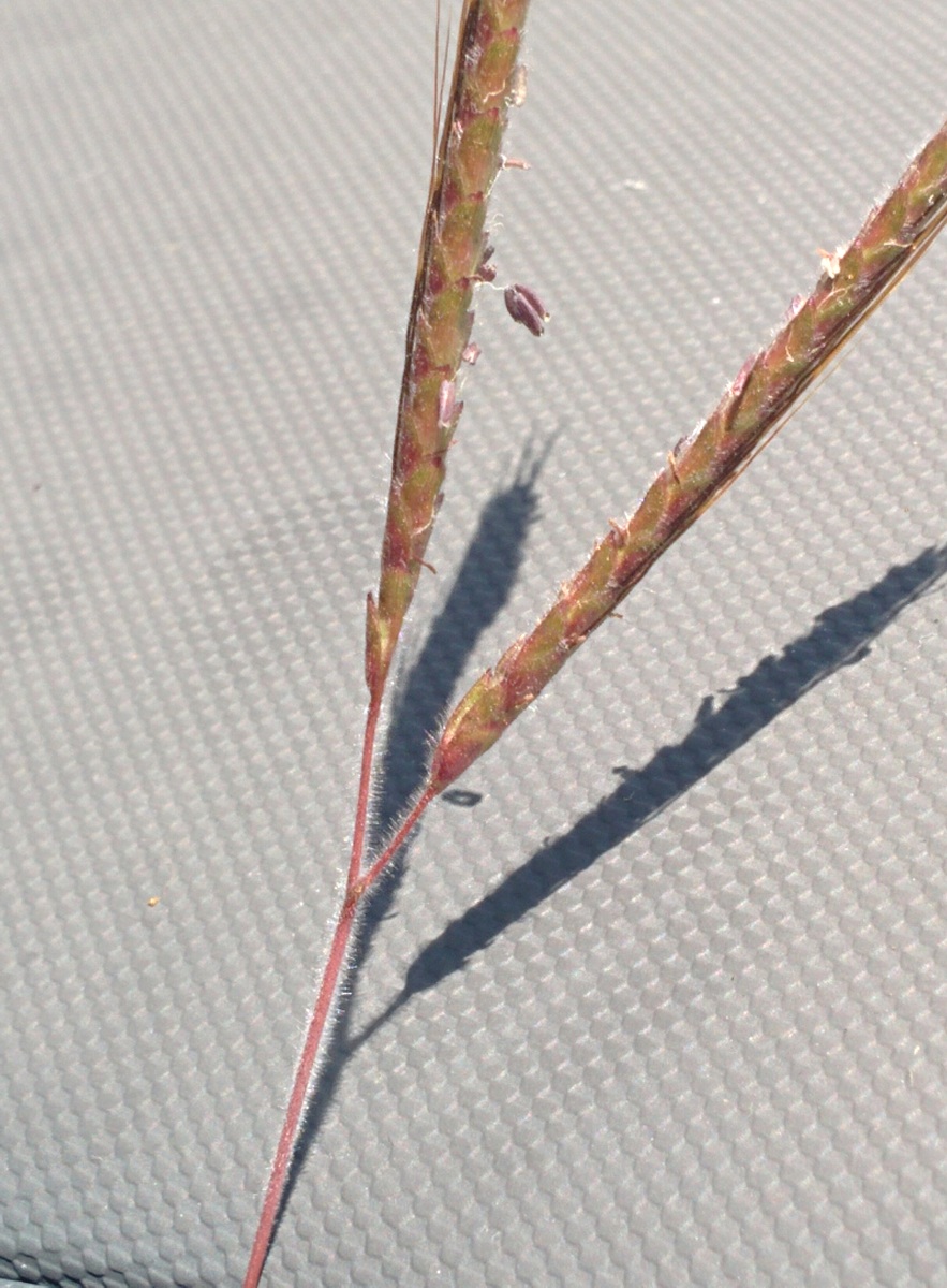 Dichanthium aristatum