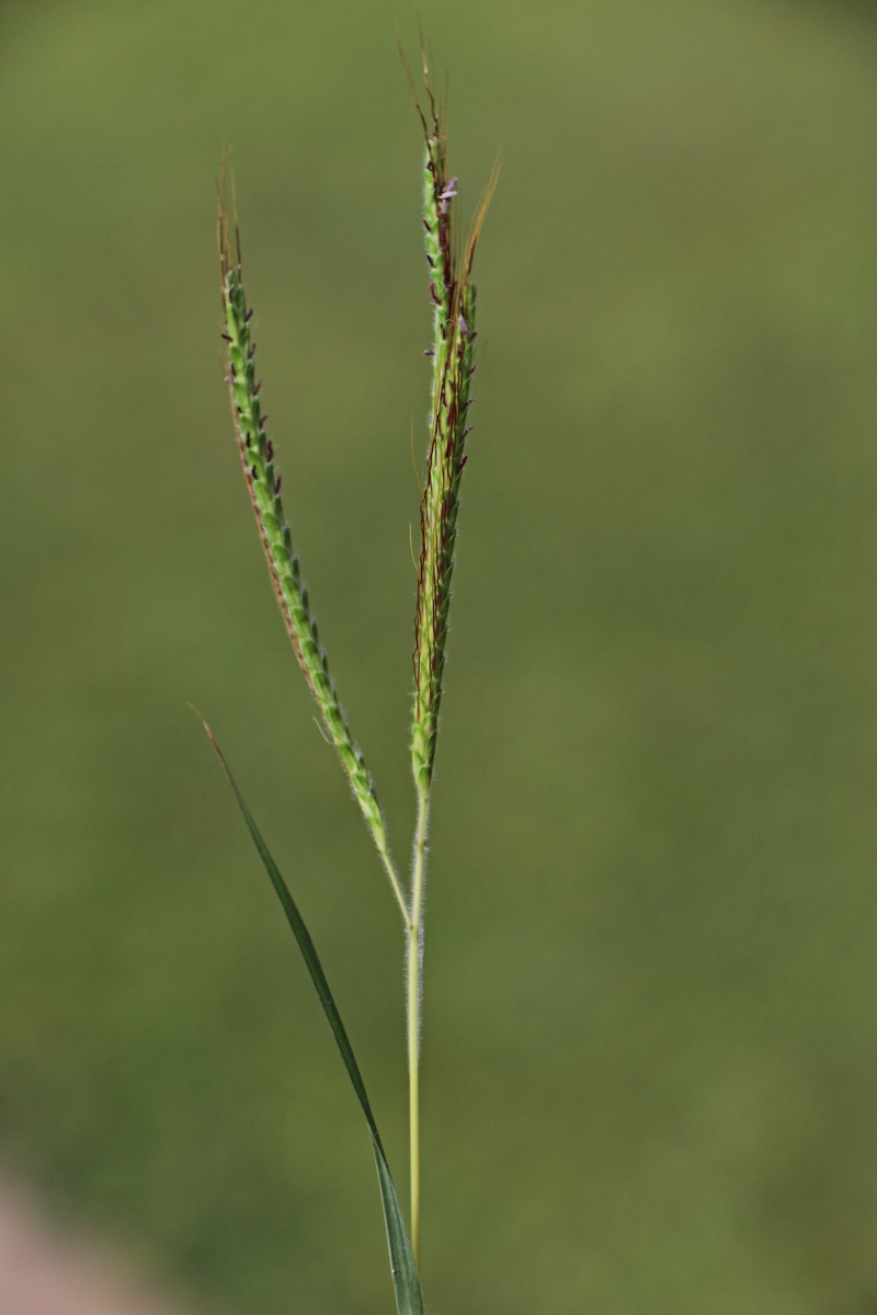 Dichanthium aristatum