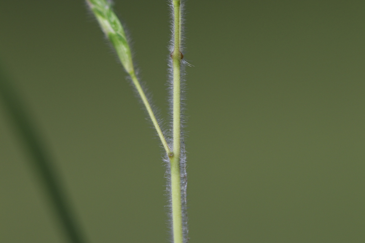 Dichanthium aristatum