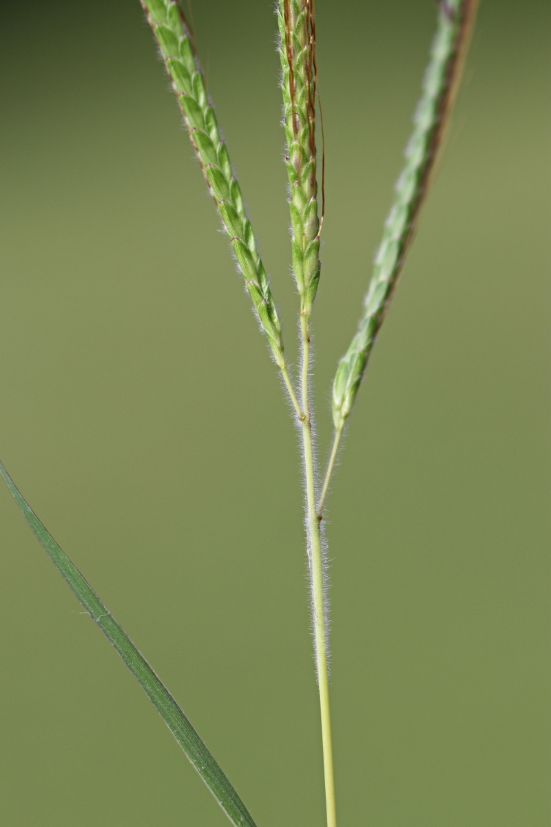 Dichanthium aristatum