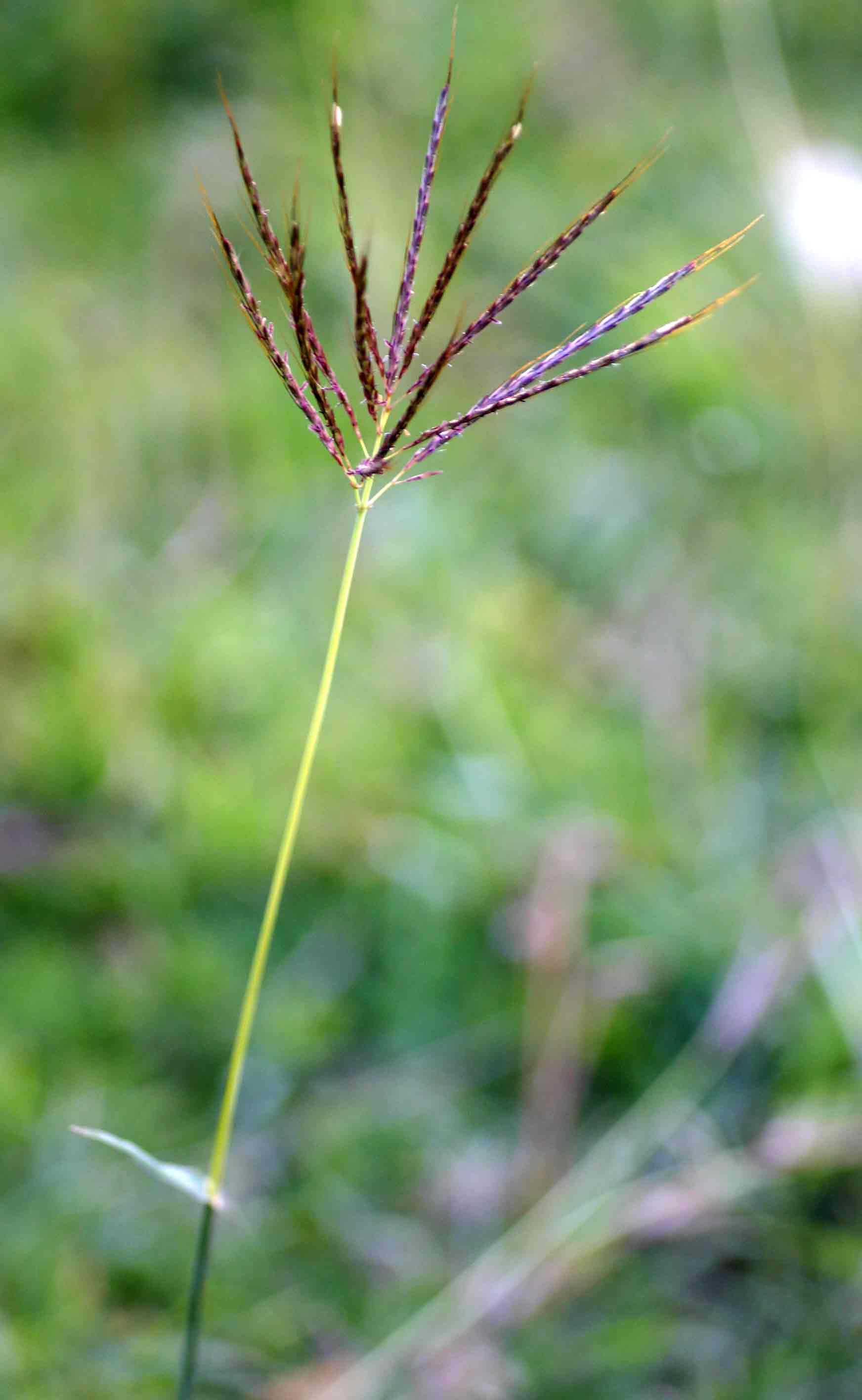 Bothriochloa insculpta Bothriochloa insculpta