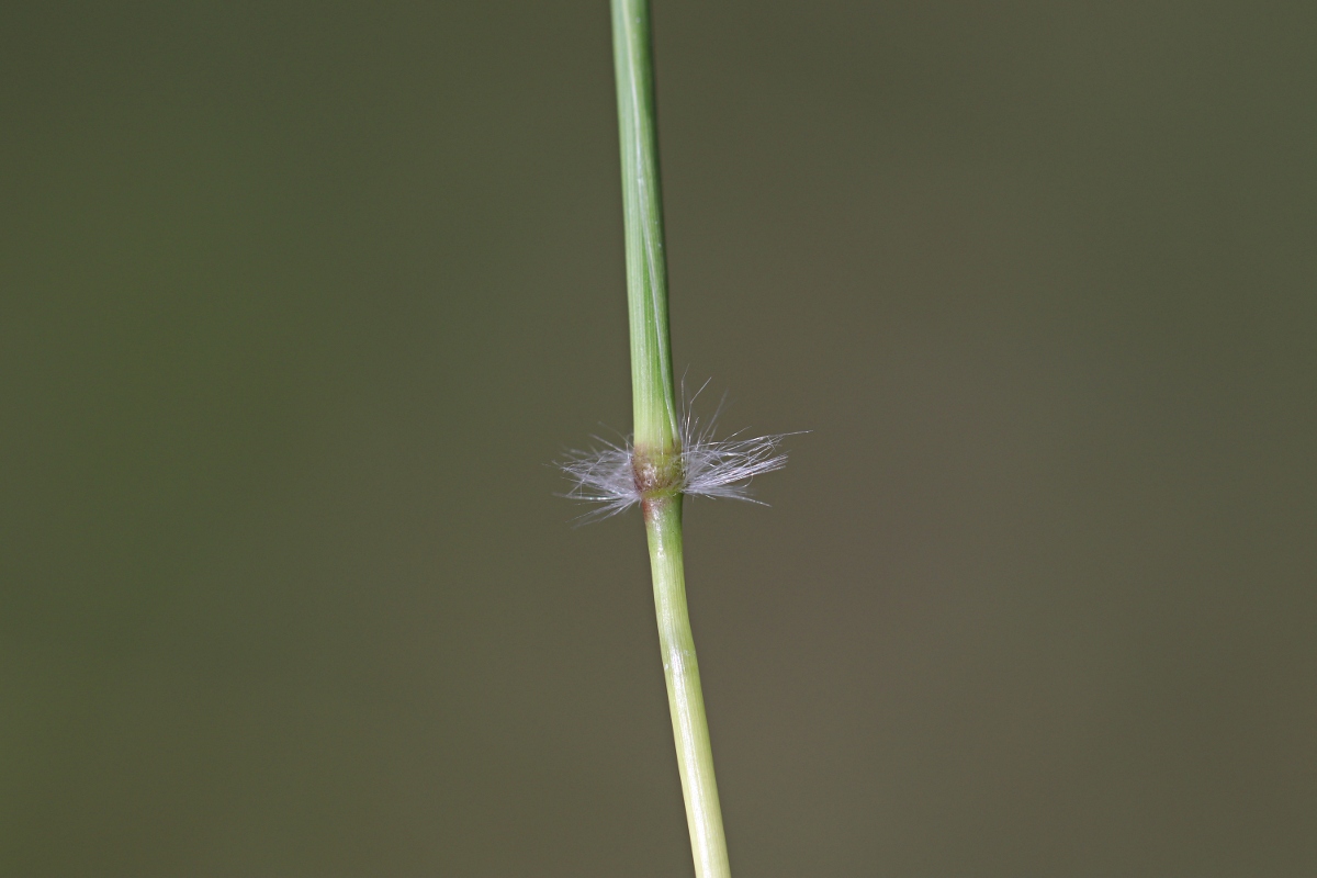 Bothriochloa insculpta
