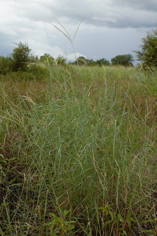 Ischaemum afrum Ischaemum afrum